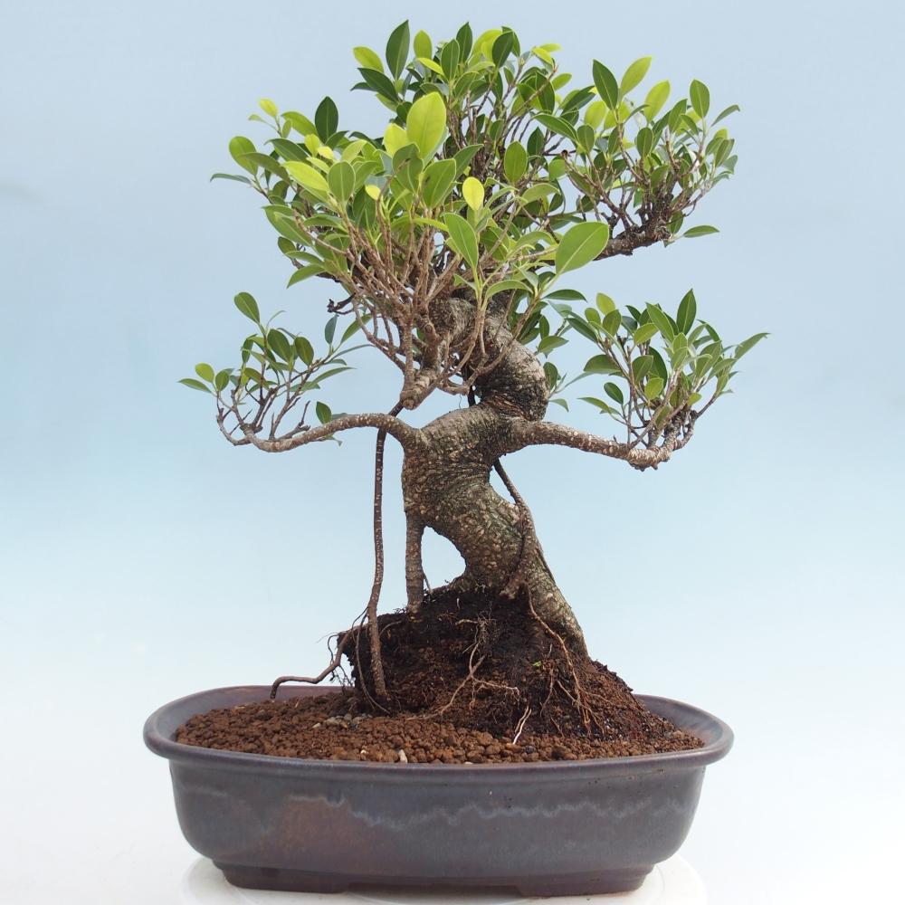 Szobai bonsai - Ficus kimmen - kislevelű fikusz