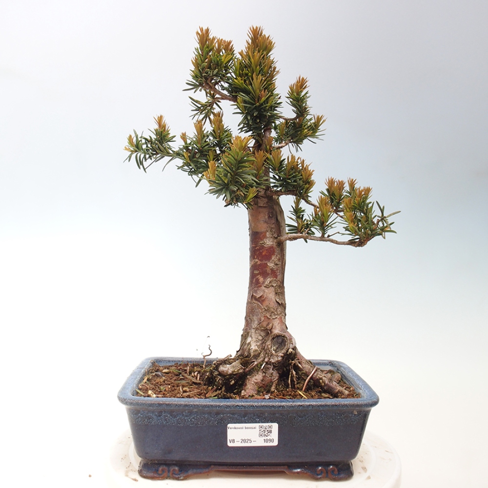Kültéri bonsai - Taxus cuspidata - japán tiszafa