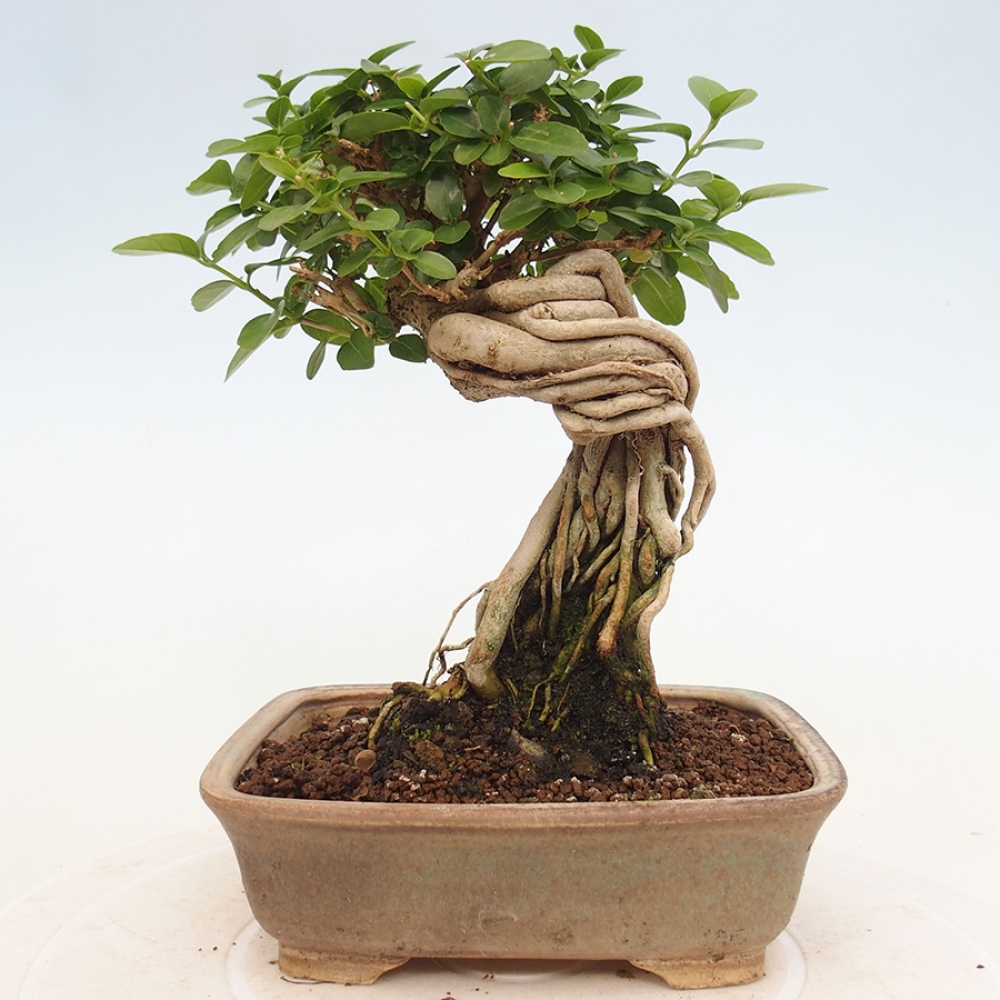 Beltéri bonsai - Premna serratifolia - Kozlovna malolista