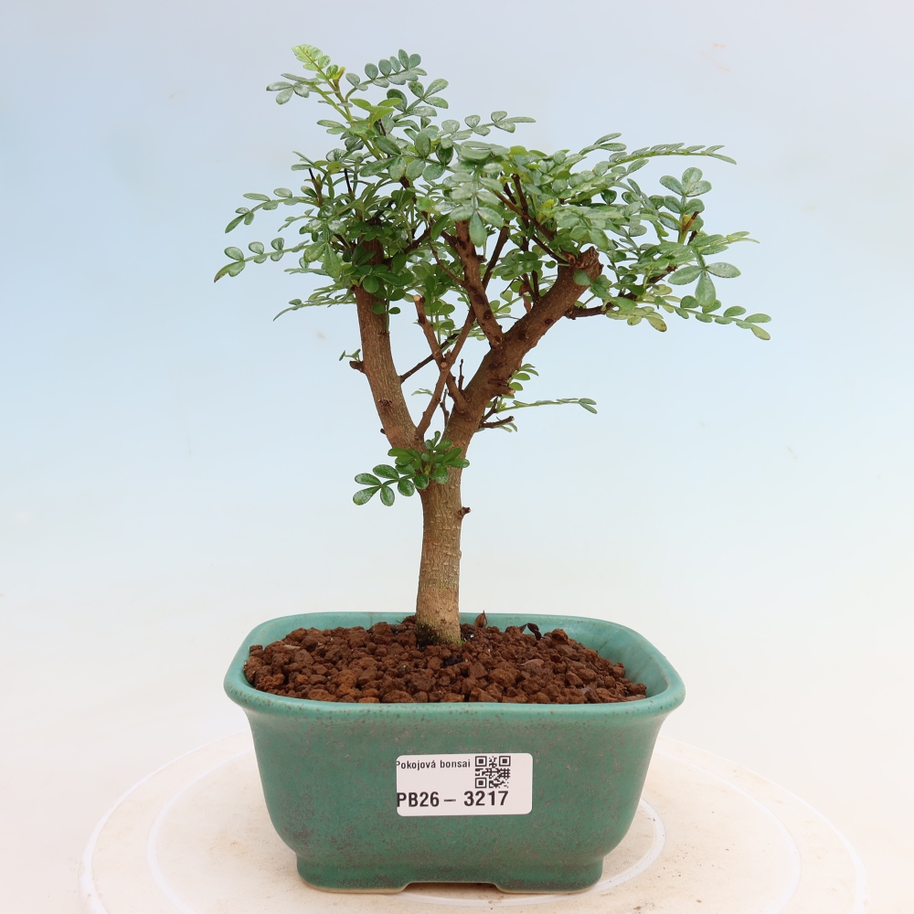 Szobai bonsai - Zantoxylum piperitum - borsfa