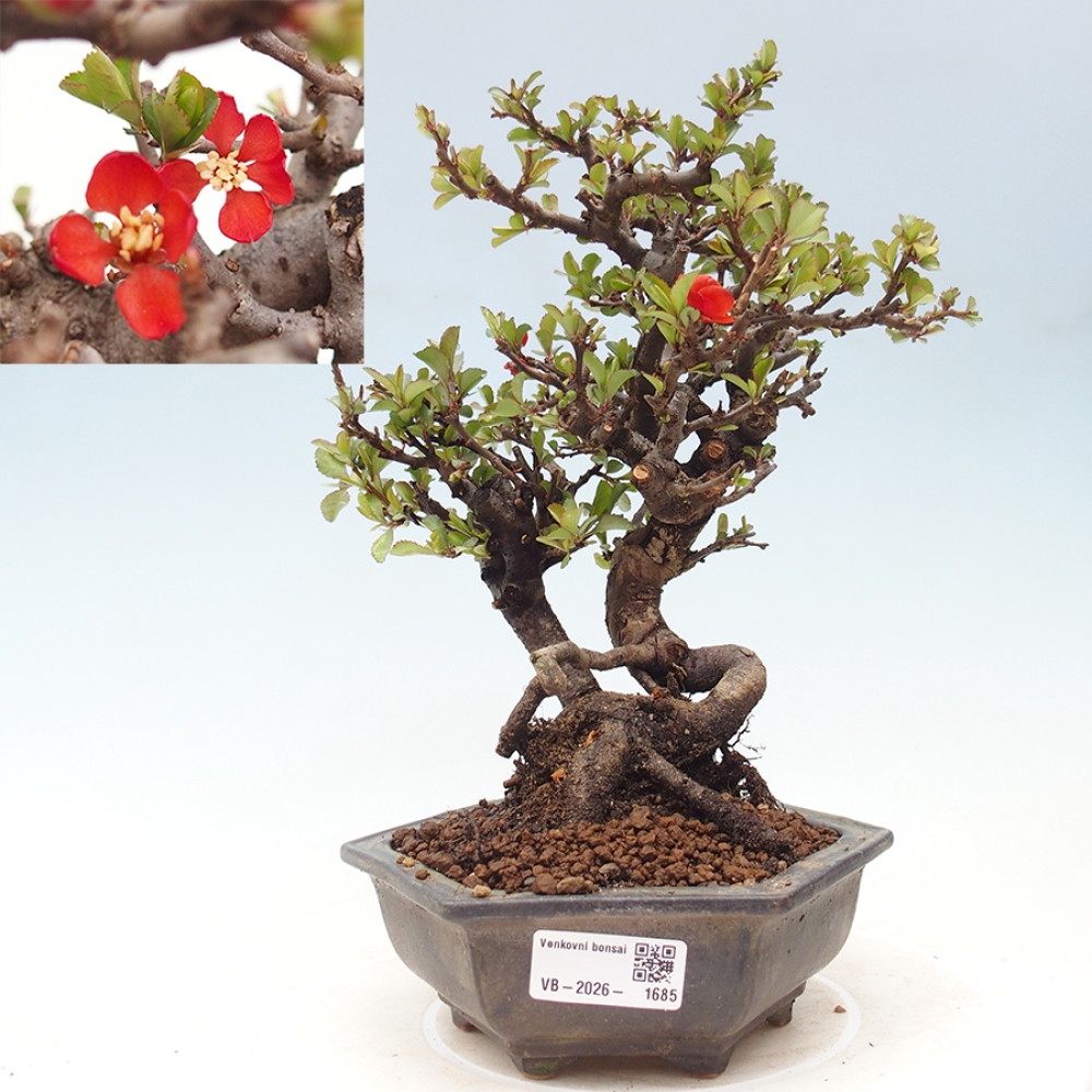 Kültéri bonsai - Chaneomeles speciosa - birs