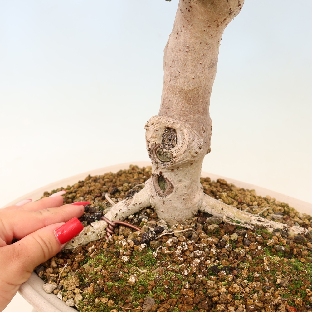 Beltéri bonsai - Hibiscus tiliaceus - tengeri hibiszkusz