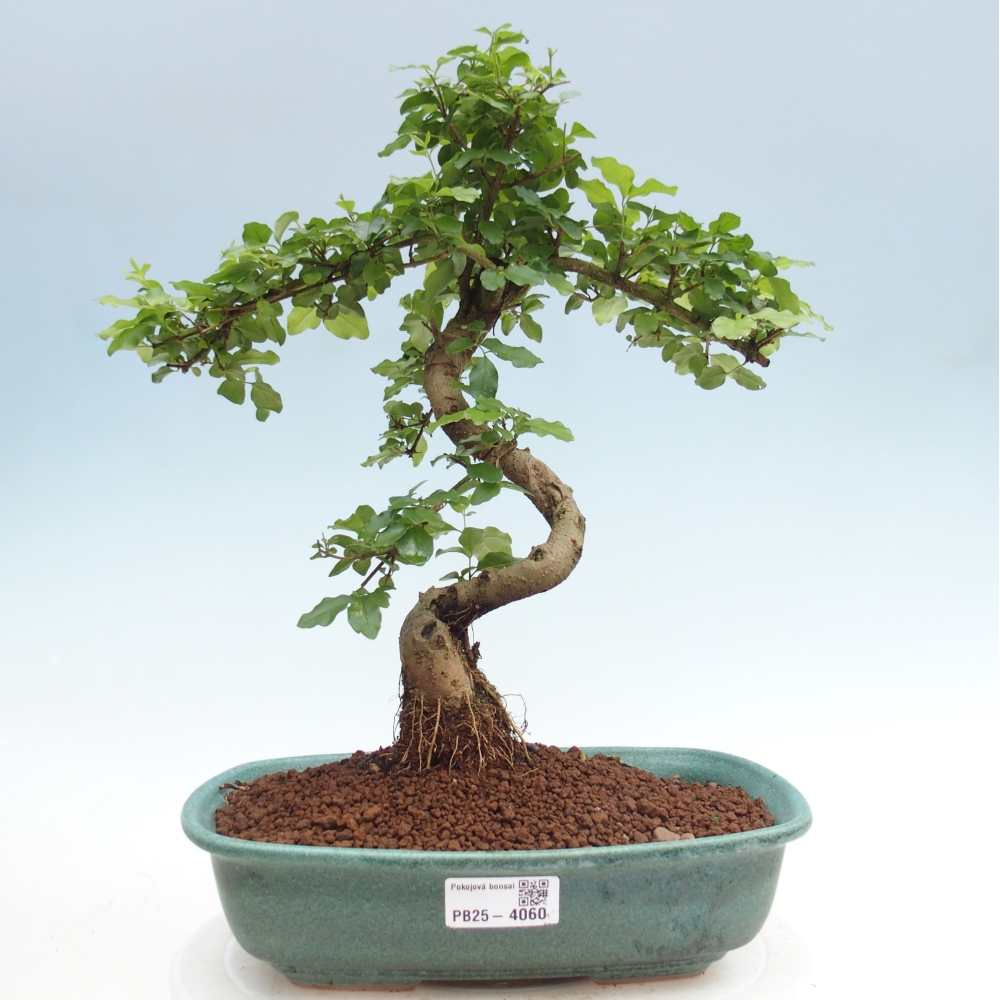 Szobai bonsai -Ligustrum chinensis - Madárcsőr