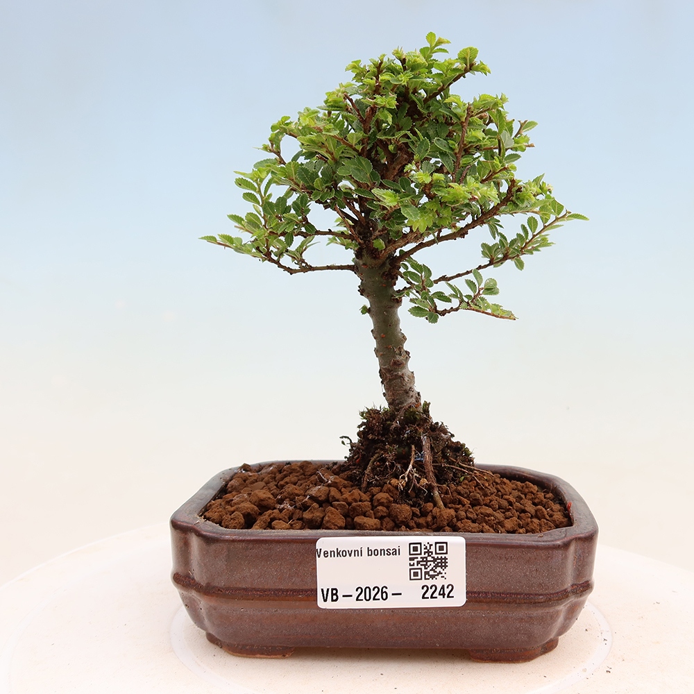 Kültéri bonsai - Ulmus parvifolia Sagei - Kislevelű szilfa