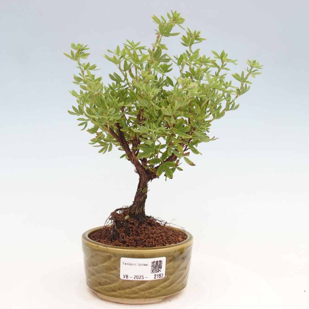 Kültéri bonsai - Potentila fruticosa sárga Bird
