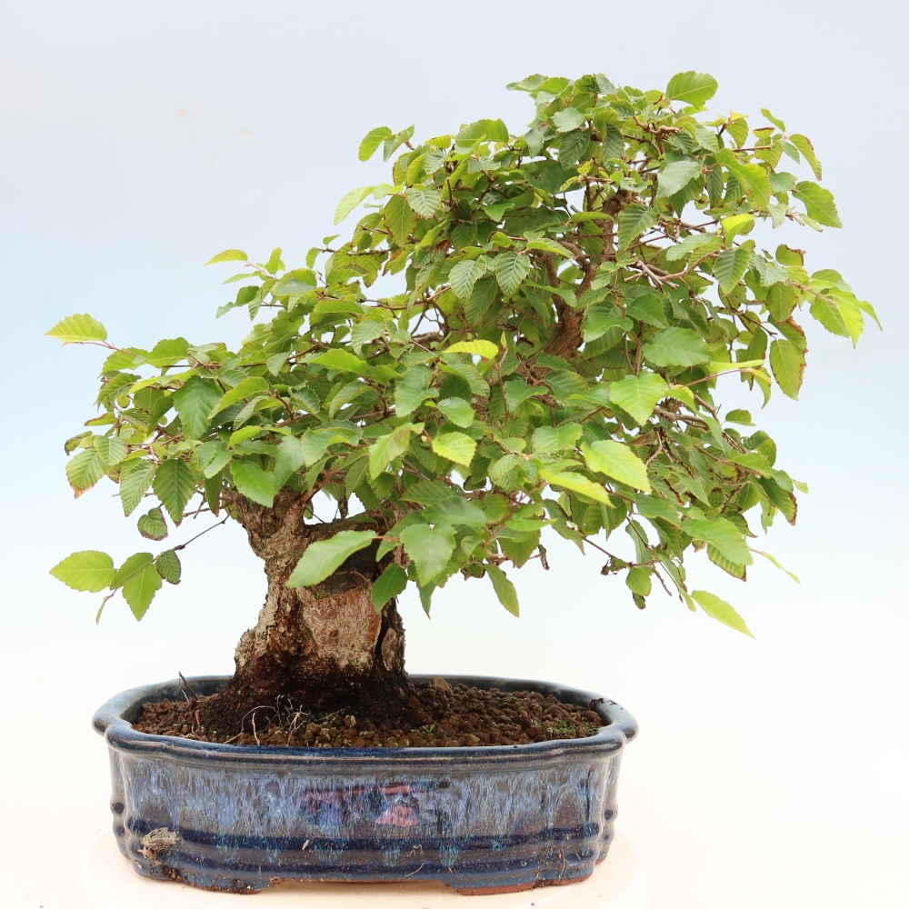 Kültéri bonsai -Carpinus Coreana - Koreai gyertyánfa