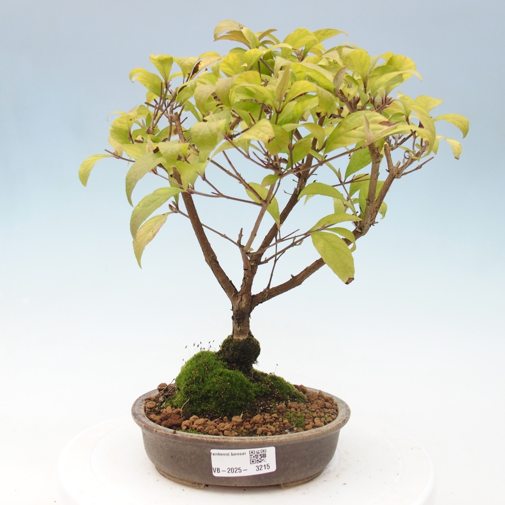 Kültéri bonsai - Callicarpa japonica