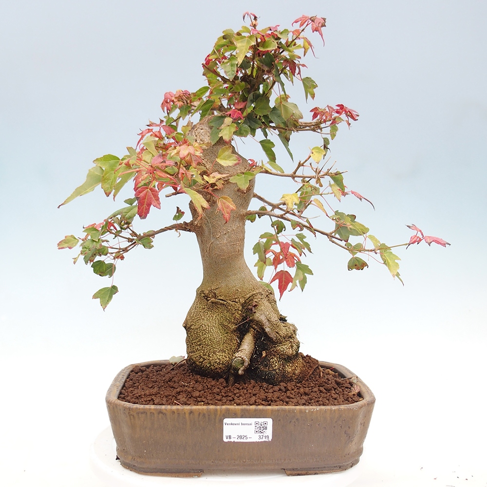 Kültéri bonsai - Acer Buergerianum - Burger juhar