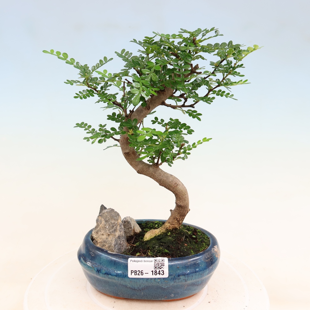 Szobai bonsai - Zantoxylum piperitum - borsfa