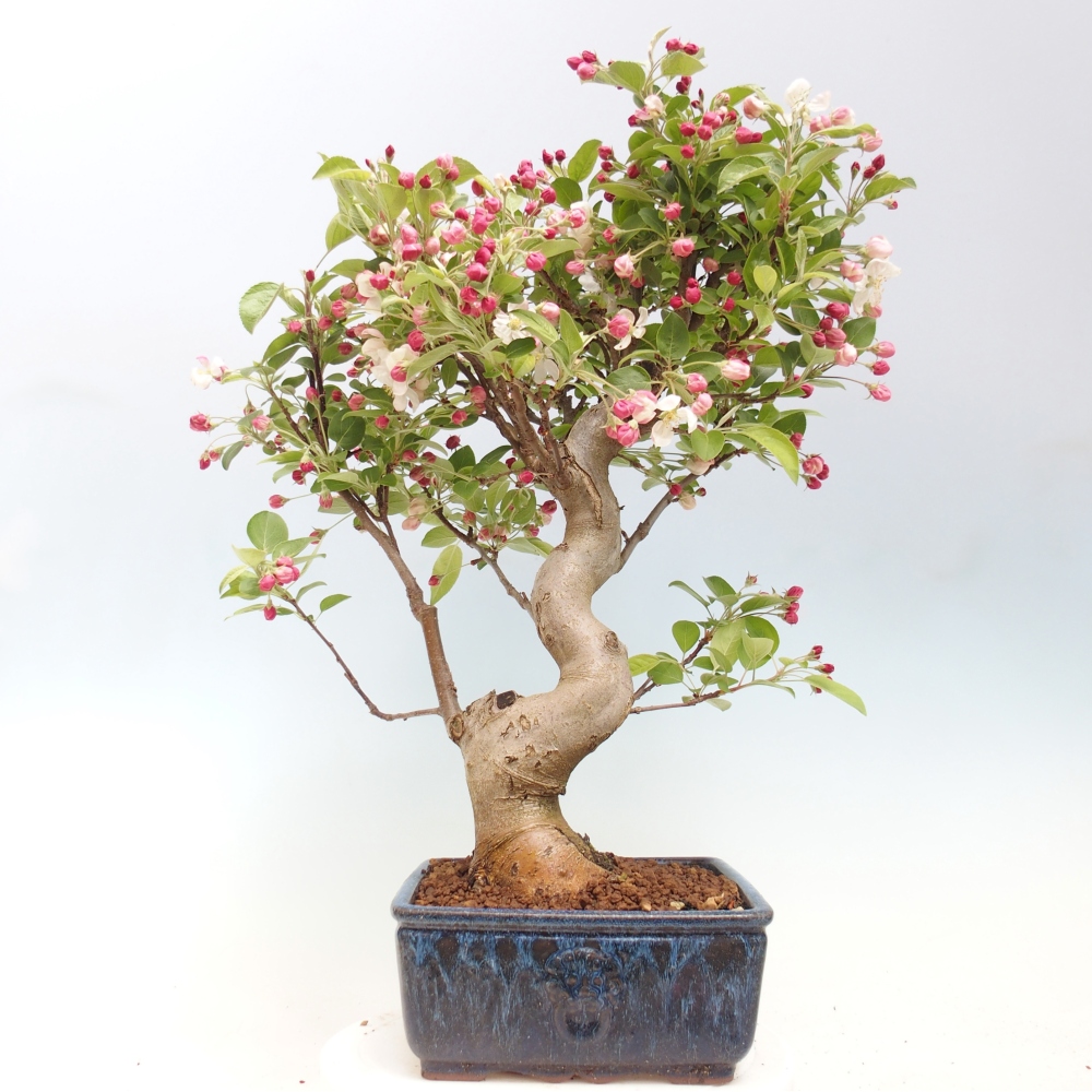 Kültéri bonsai -Malus halliana - Kis gyümölcsű almafa
