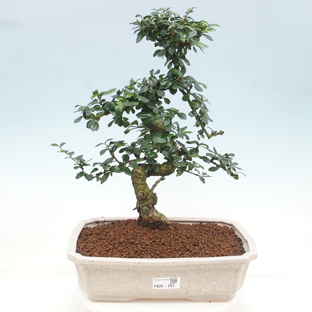 Szobai bonsai - Carmona macrophylla - Tea fuki