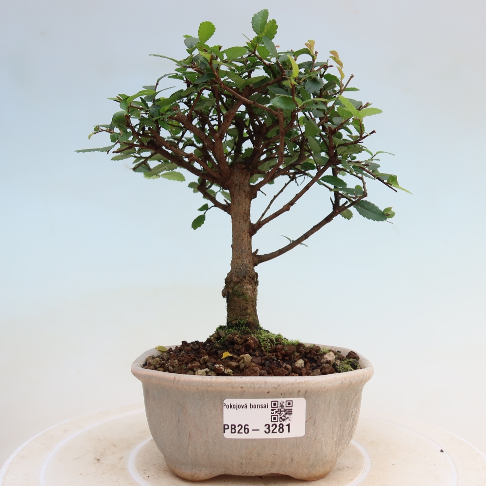 Szobai bonsai - Ulmus parvifolia - Kislevelű szilfa