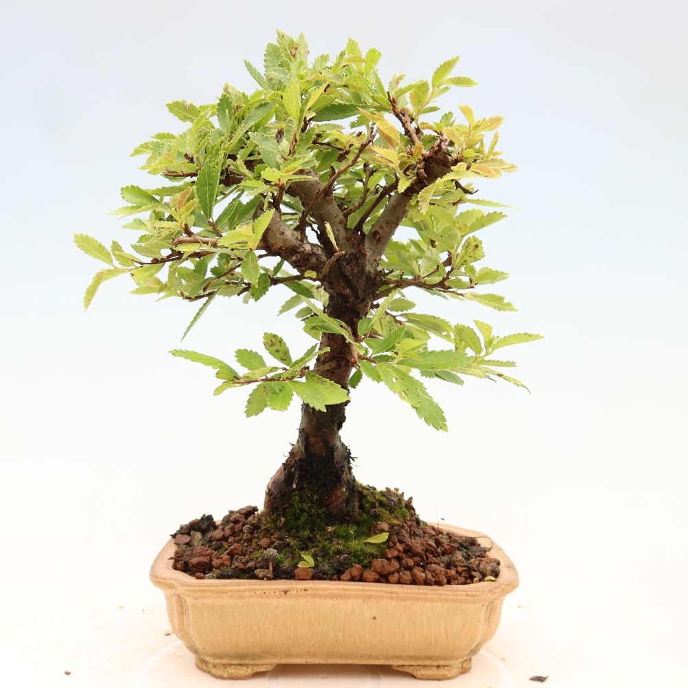 Kültéri bonsai - Zelkova - Zelkova NIRE