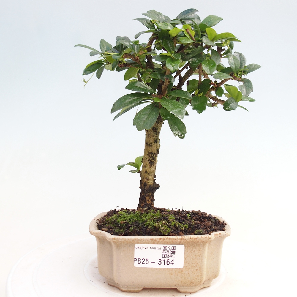 Szobai bonsai - Carmona macrophylla - Tea fuki