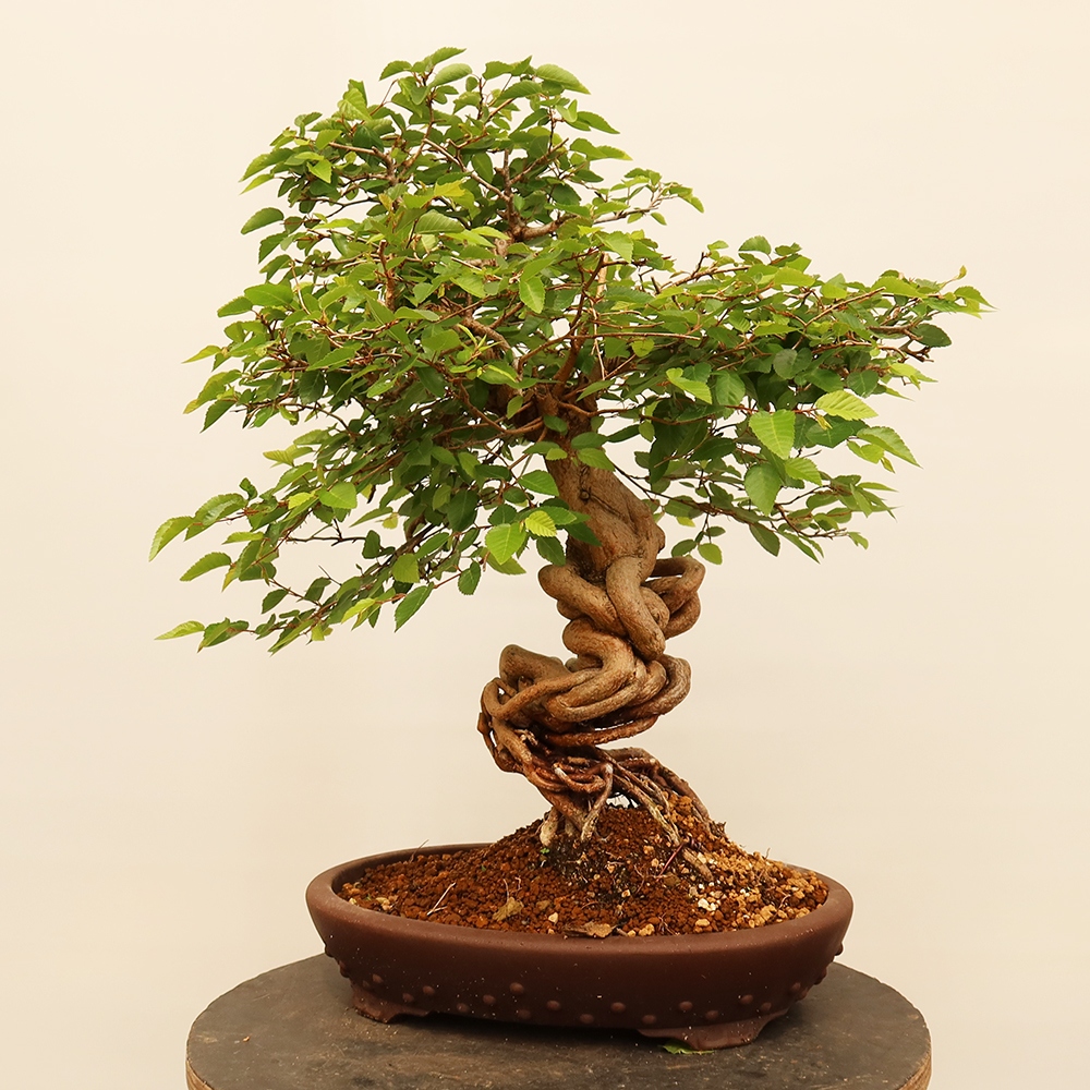 Kültéri bonsai -Carpinus Coreana - Koreai gyertyánfa