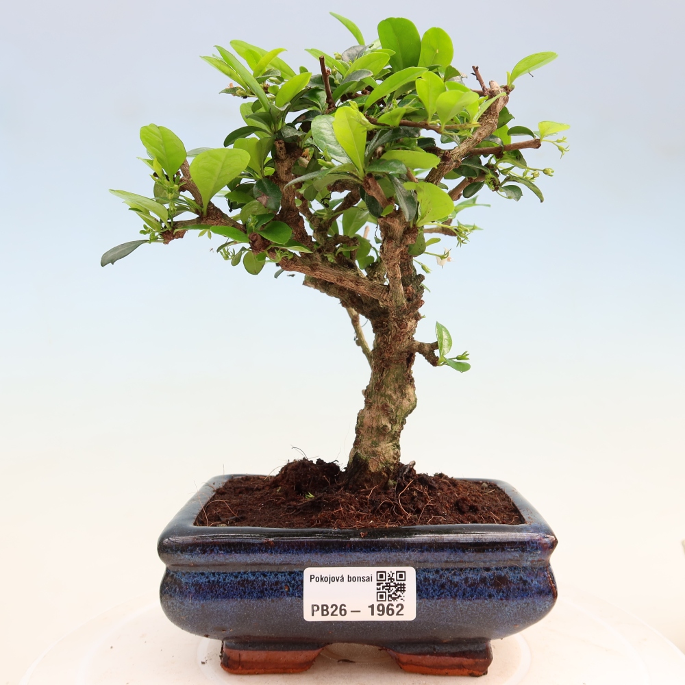 Szobai bonsai - Carmona macrophylla - Tea fuki