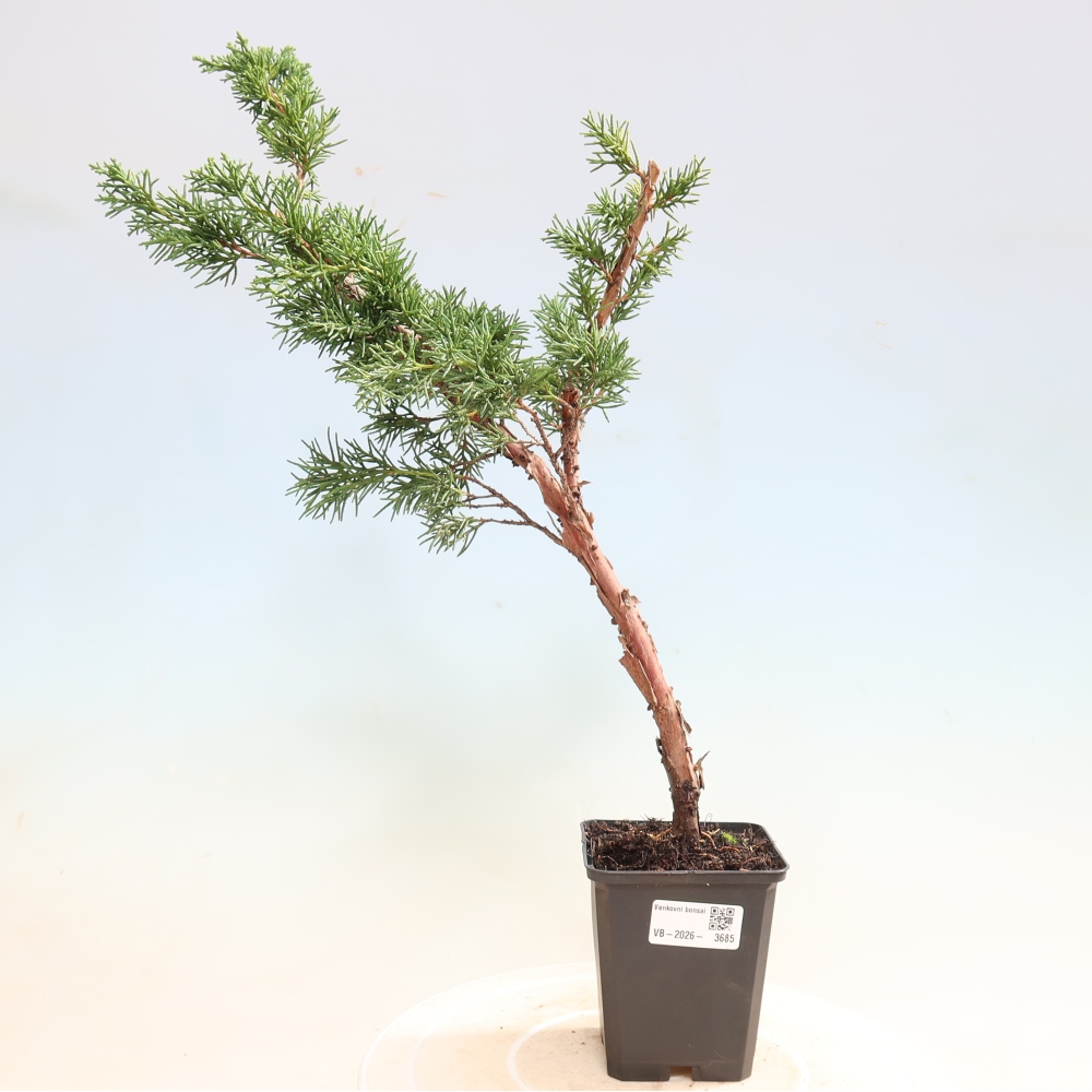 Kültéri bonsai - Juniperus chinensis Kishu