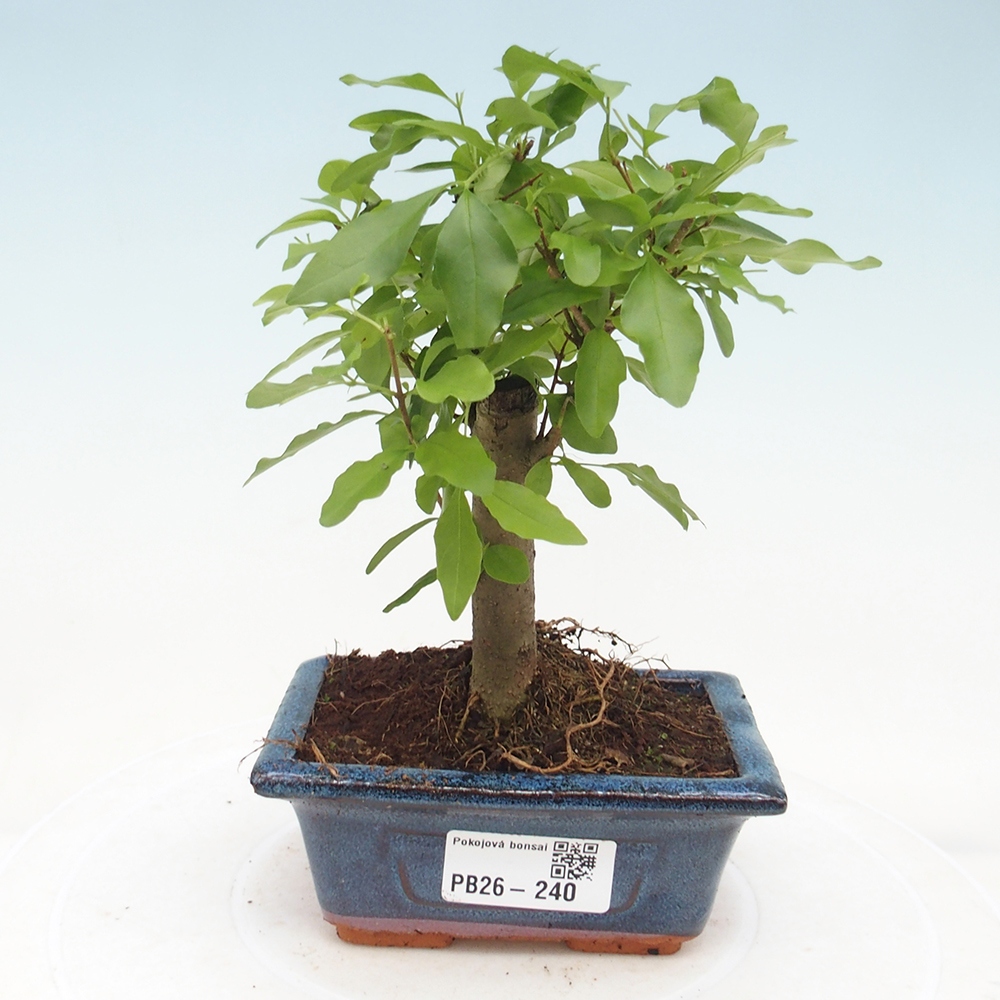 Szobai bonsai -Ligustrum chinensis - Madárcsőr