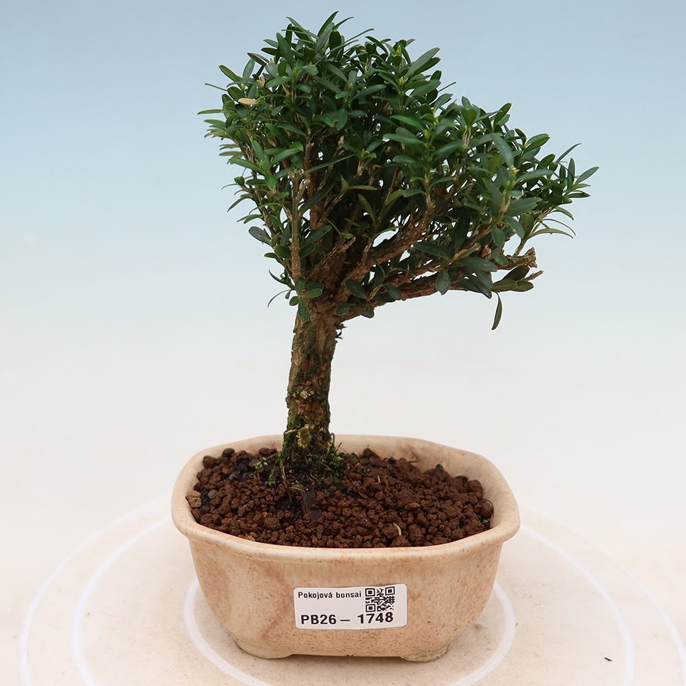 Szobai bonsai - Buxus harlandii - parafa buxus