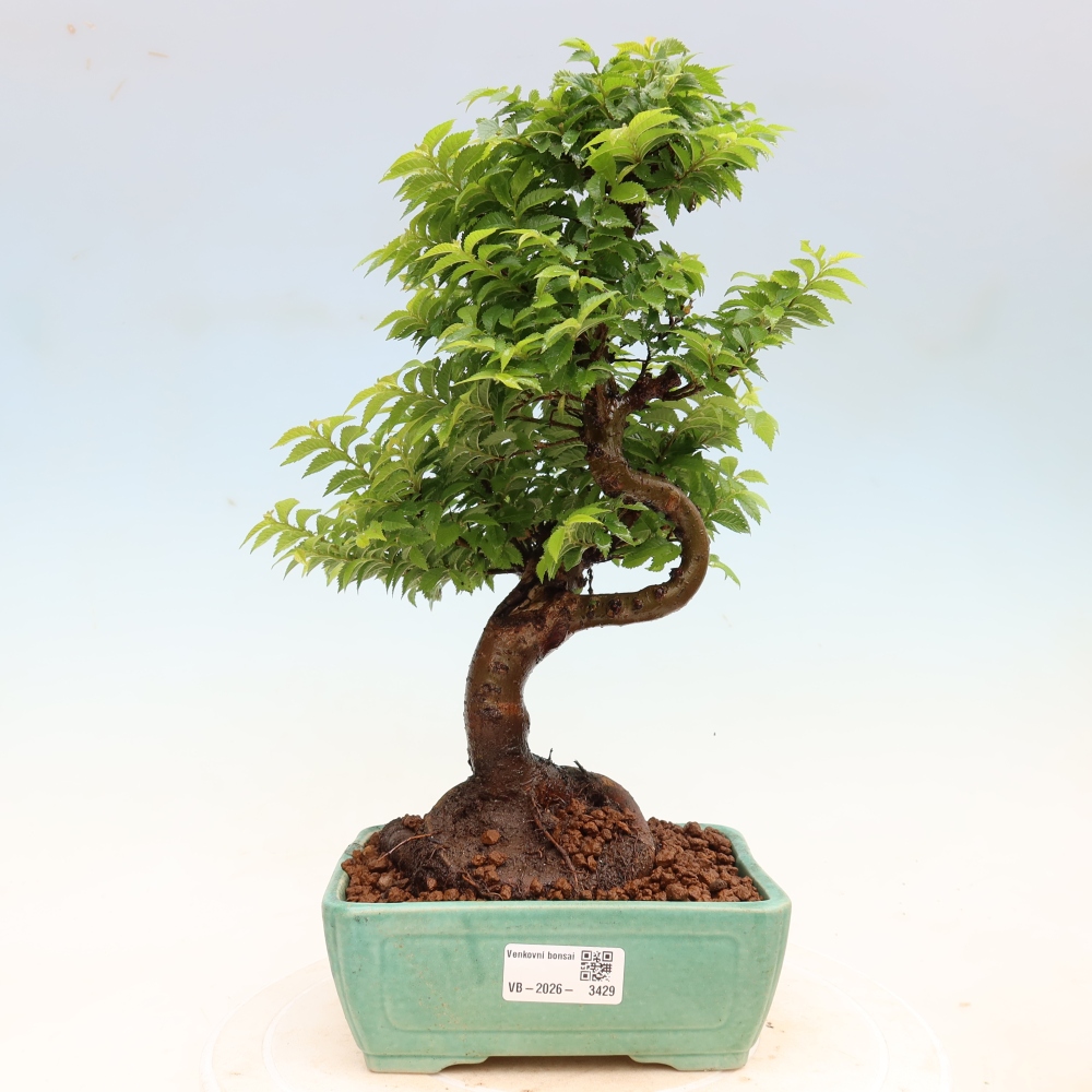 Kültéri bonsai – Ulmus Jacqueline Hillier – Gyönyörű szil