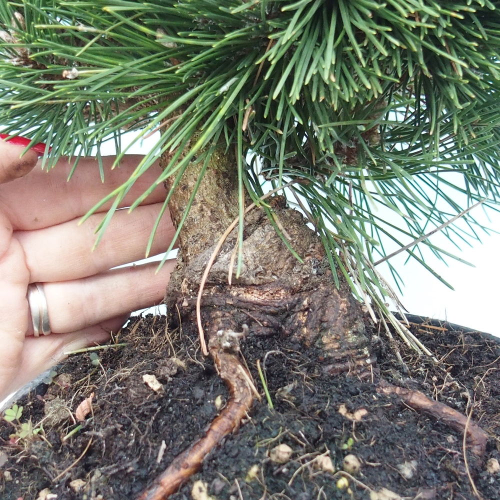 Kültéri bonsai - Pinus thunbergii senjyumaru - Thunberg fenyő