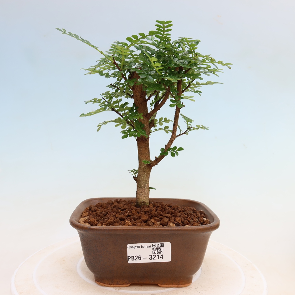 Szobai bonsai - Zantoxylum piperitum - borsfa