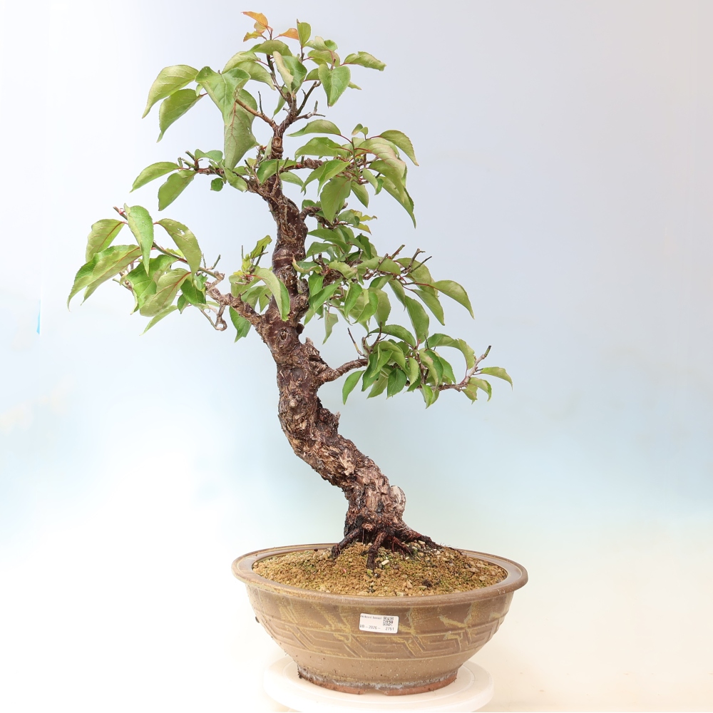 Kültéri bonsai – Japán barack – Prunus Mume