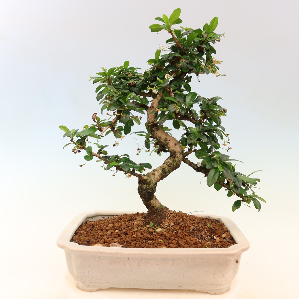 Szobai bonsai - Carmona macrophylla - Tea fuki