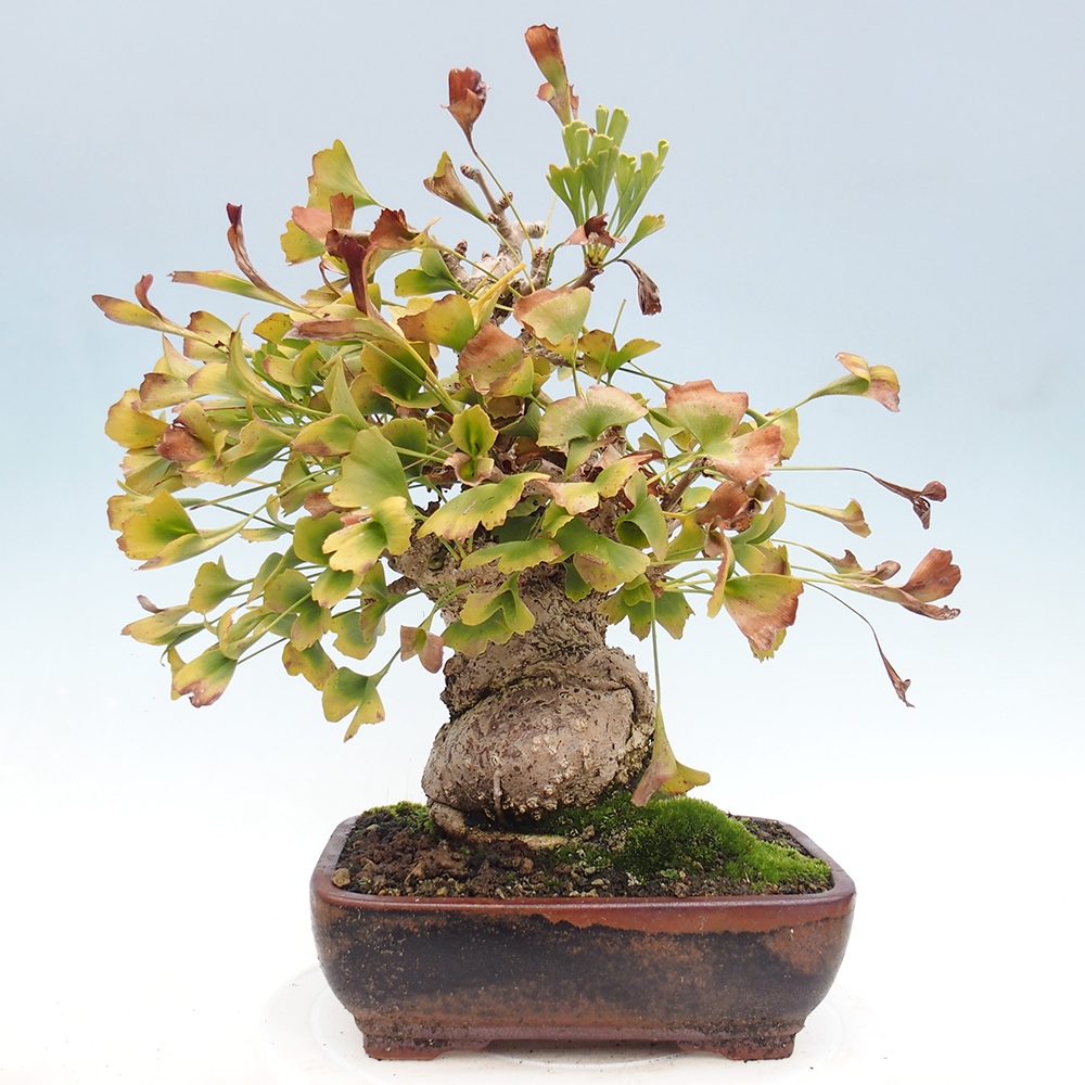 Kültéri bonsai - Ginkgo biloba - Ginkgo biloba