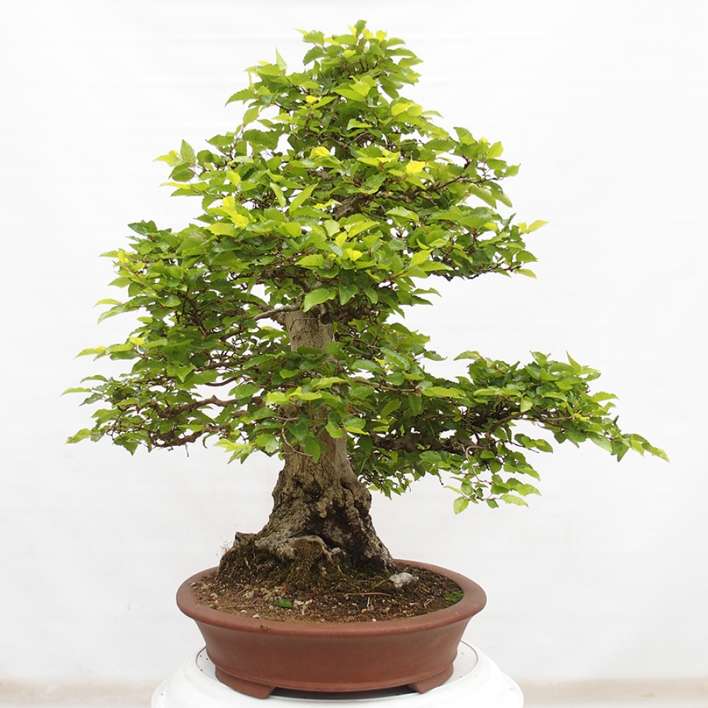 Kültéri bonsai -Carpinus CARPINOIDES - Koreai gyertyánfa