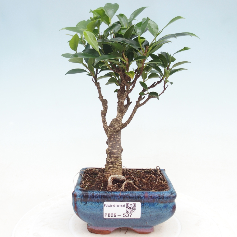 Szoba bonsai Ficus retusa kimmen
