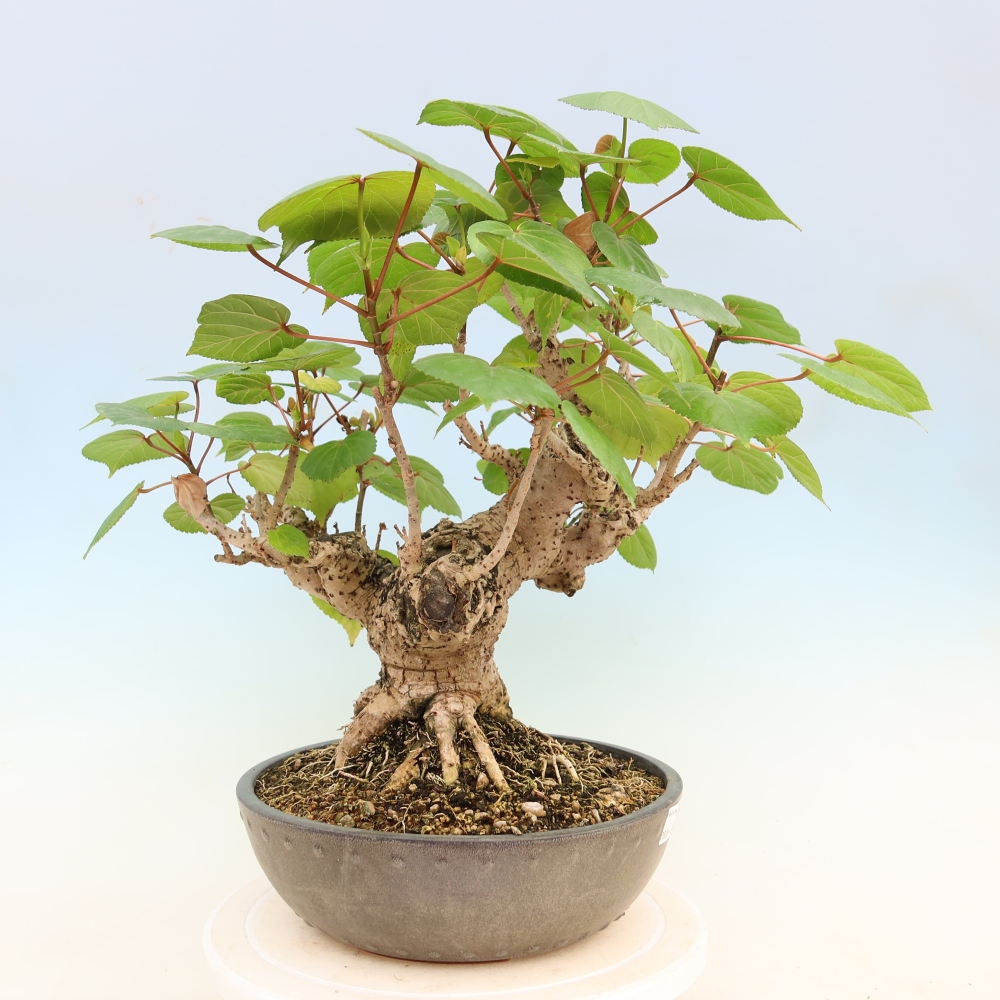 Beltéri bonsai - Hibiscus tiliaceus - tengeri hibiszkusz