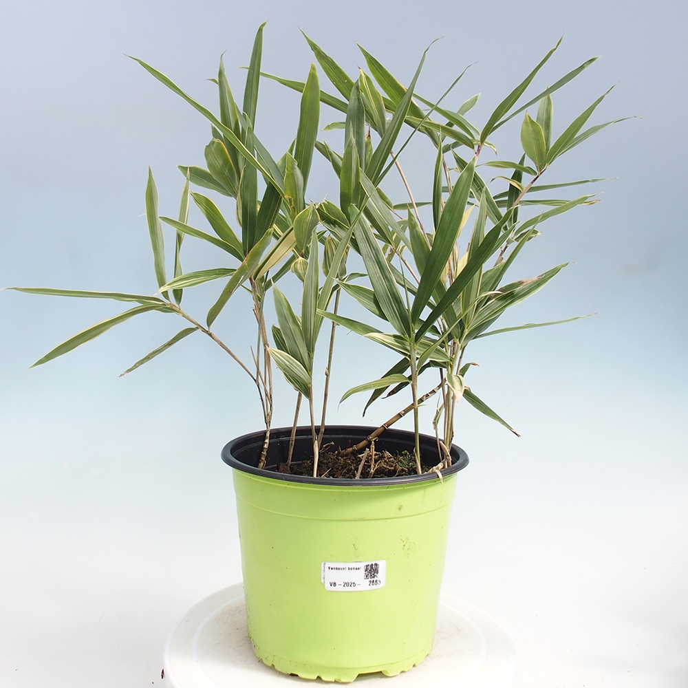 Kültéri bonsai - Sasaella masamuneana Albostriata - Bambusz