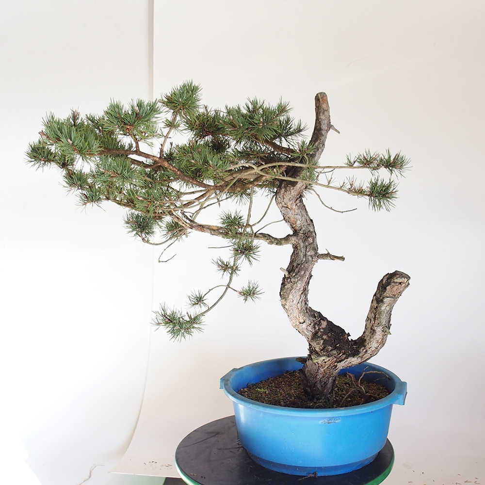 Yamadori - Pinus sylvestris Spanyolország