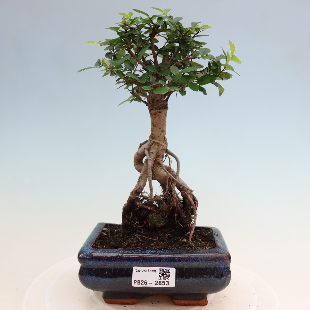 Szobai bonsai - Ulmus parvifolia - Kislevelű szilfa