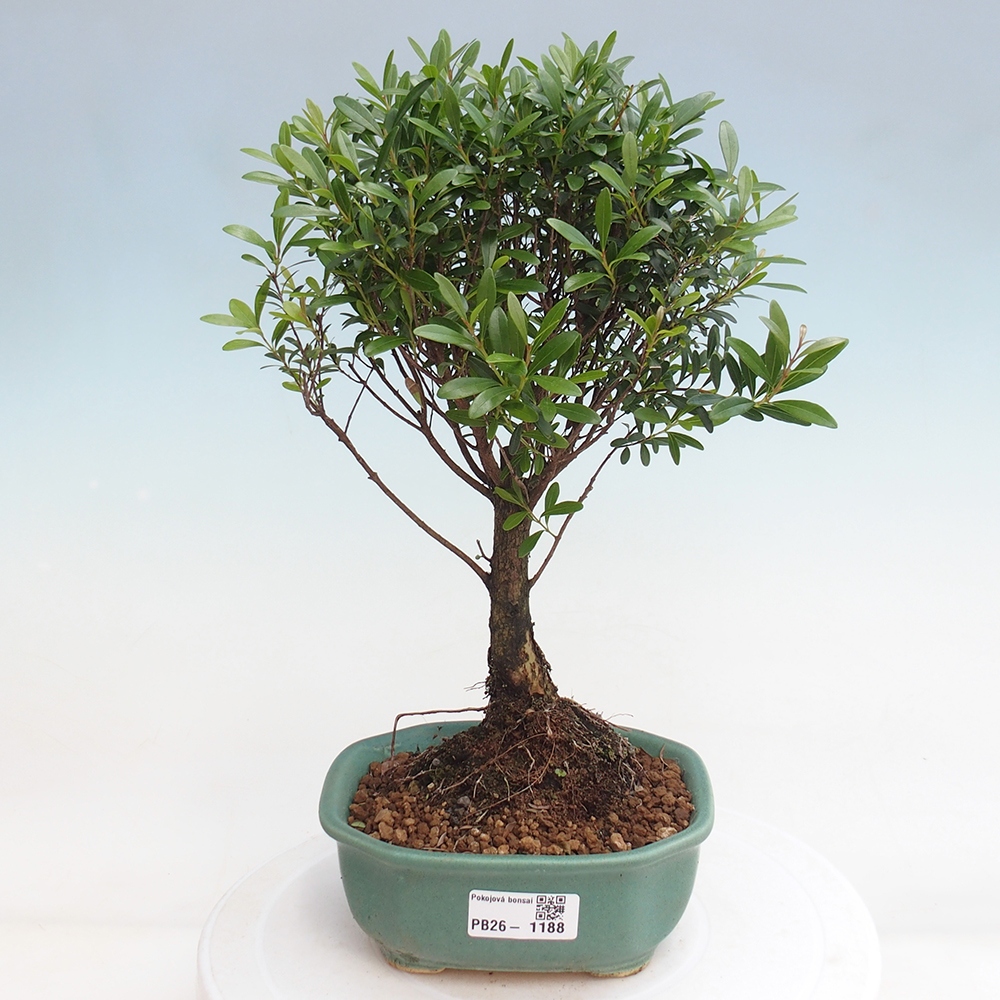 Szobai bonsai - Syzygium - Pimento