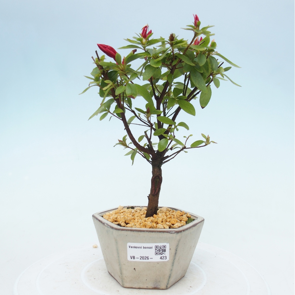 Kültéri bonsai - japán azálea - Azalea sp.