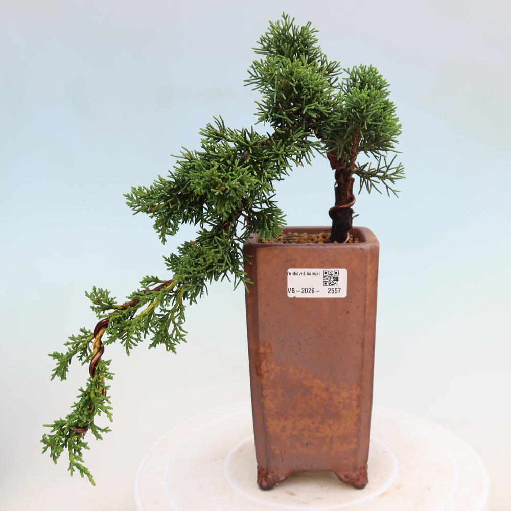 Kültéri bonsai - Juniperus chinensis Kishu