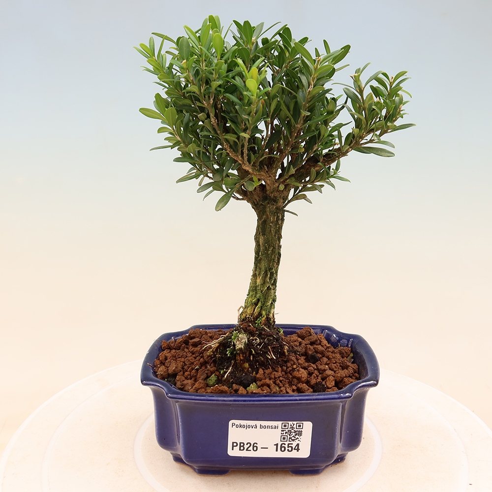 Szobai bonsai - Buxus harlandii - parafa buxus