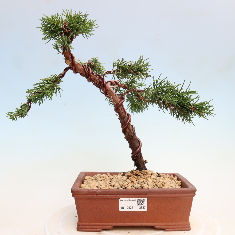 Kültéri bonsai - Juniperus chinensis Kishu
