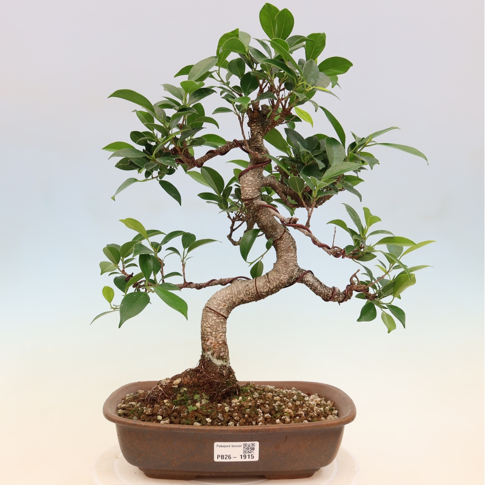 Szobai bonsai - Ficus kimmen - kislevelű fikusz