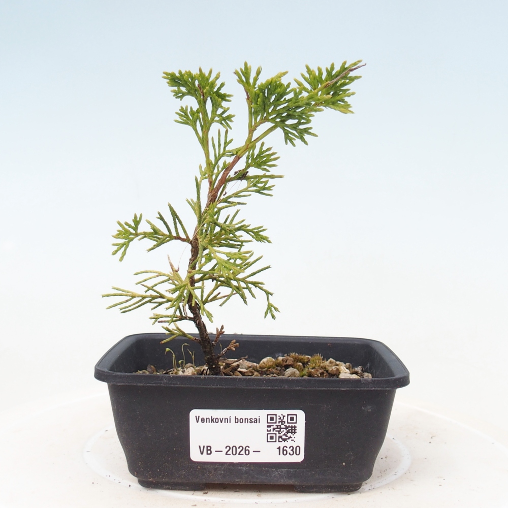 Kültéri bonsai - Juniperus chinensis Itoigawa