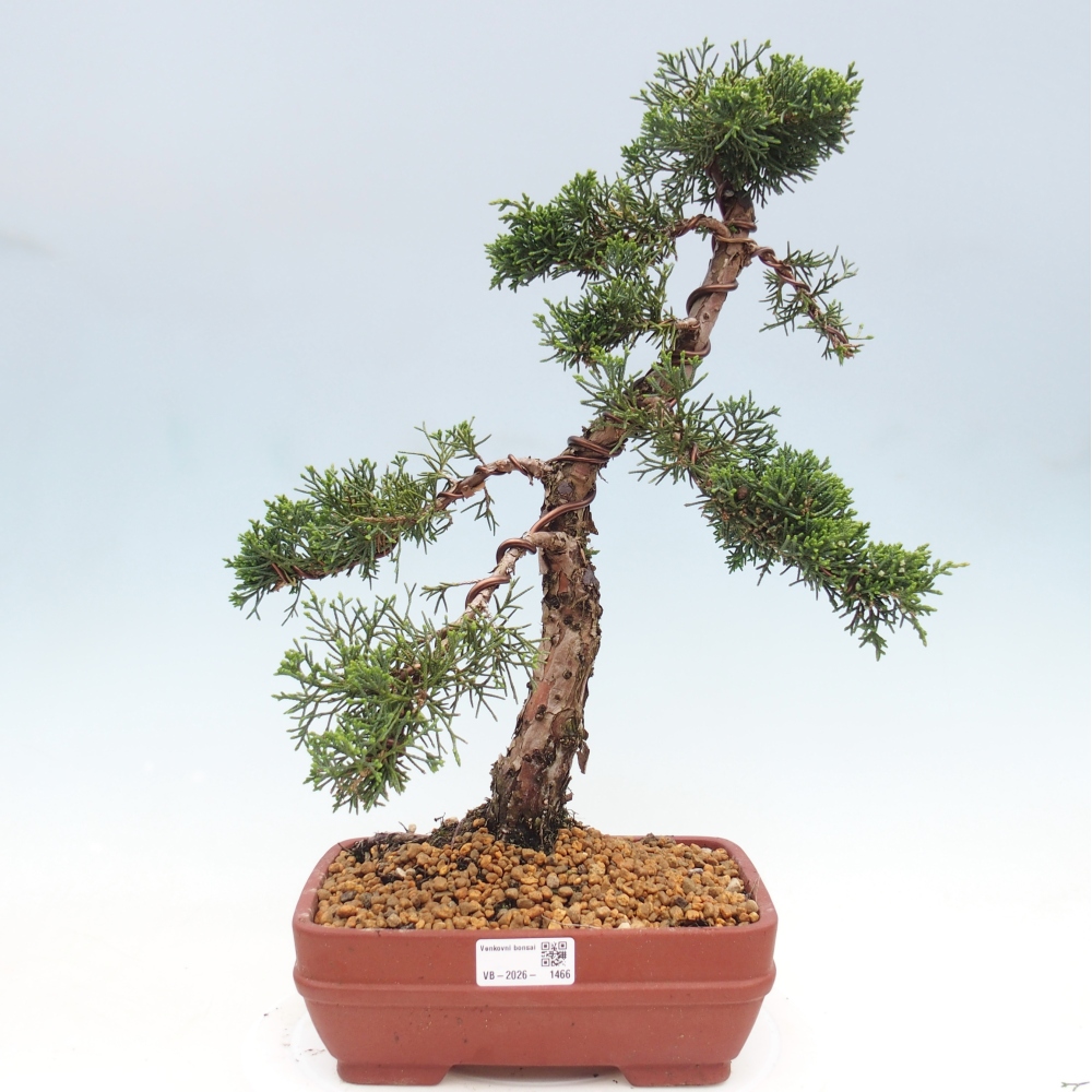 Kültéri bonsai - Juniperus chinensis Kishu