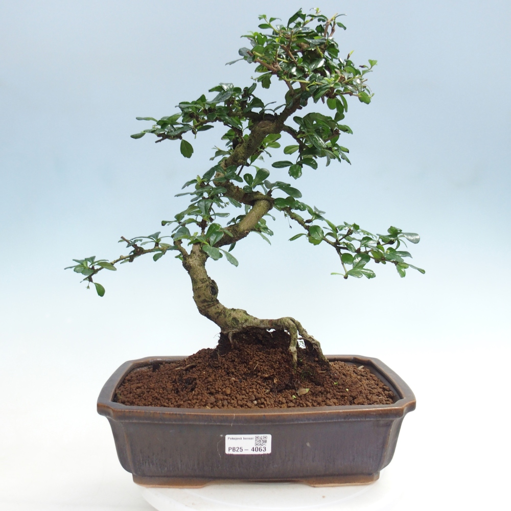 Szobai bonsai - Carmona macrophylla - Tea fuki