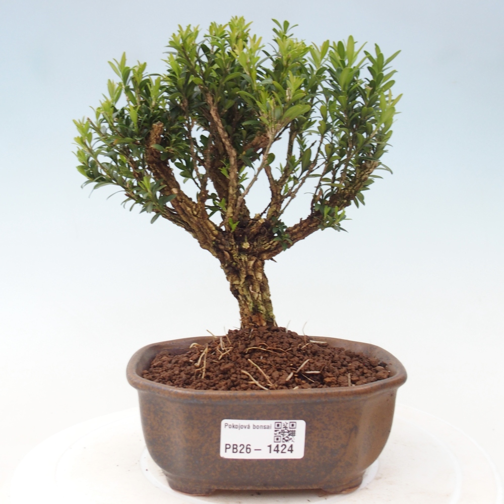 Szobai bonsai - Buxus harlandii - parafa buxus