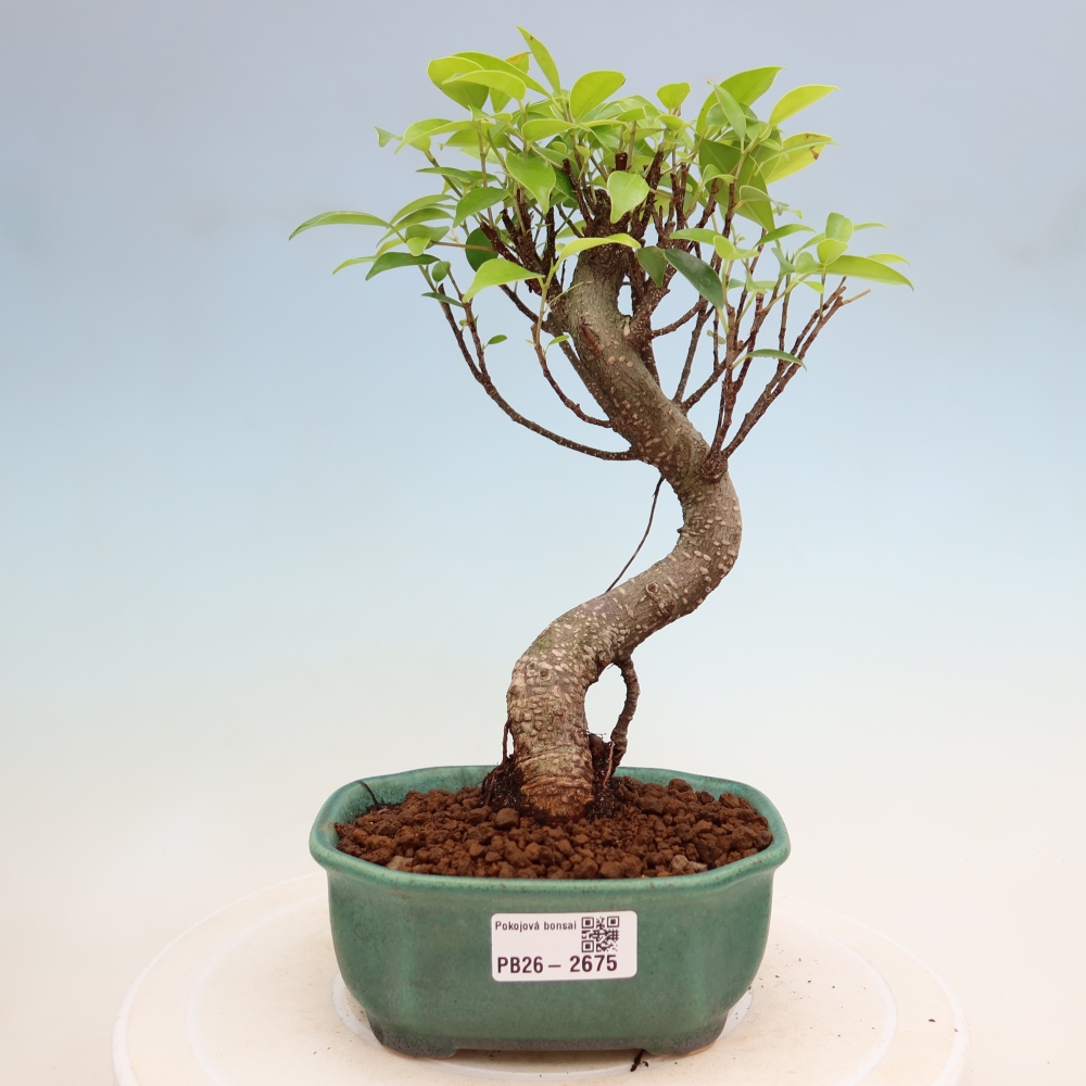 Szobai bonsai - Ficus kimmen - kislevelű fikusz