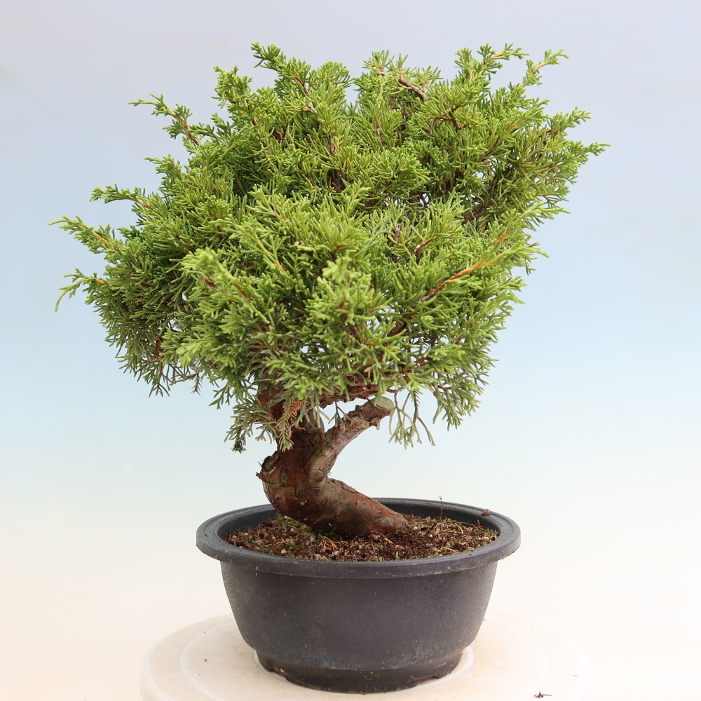 Kültéri bonsai - Juniperus chinensis Itoigawa-Juniperus chinensis