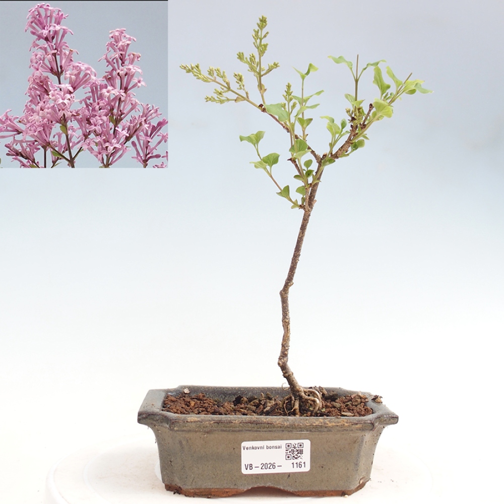 Kültéri bonsai - Syringa Meyeri Palibin - Meyer's Lilac