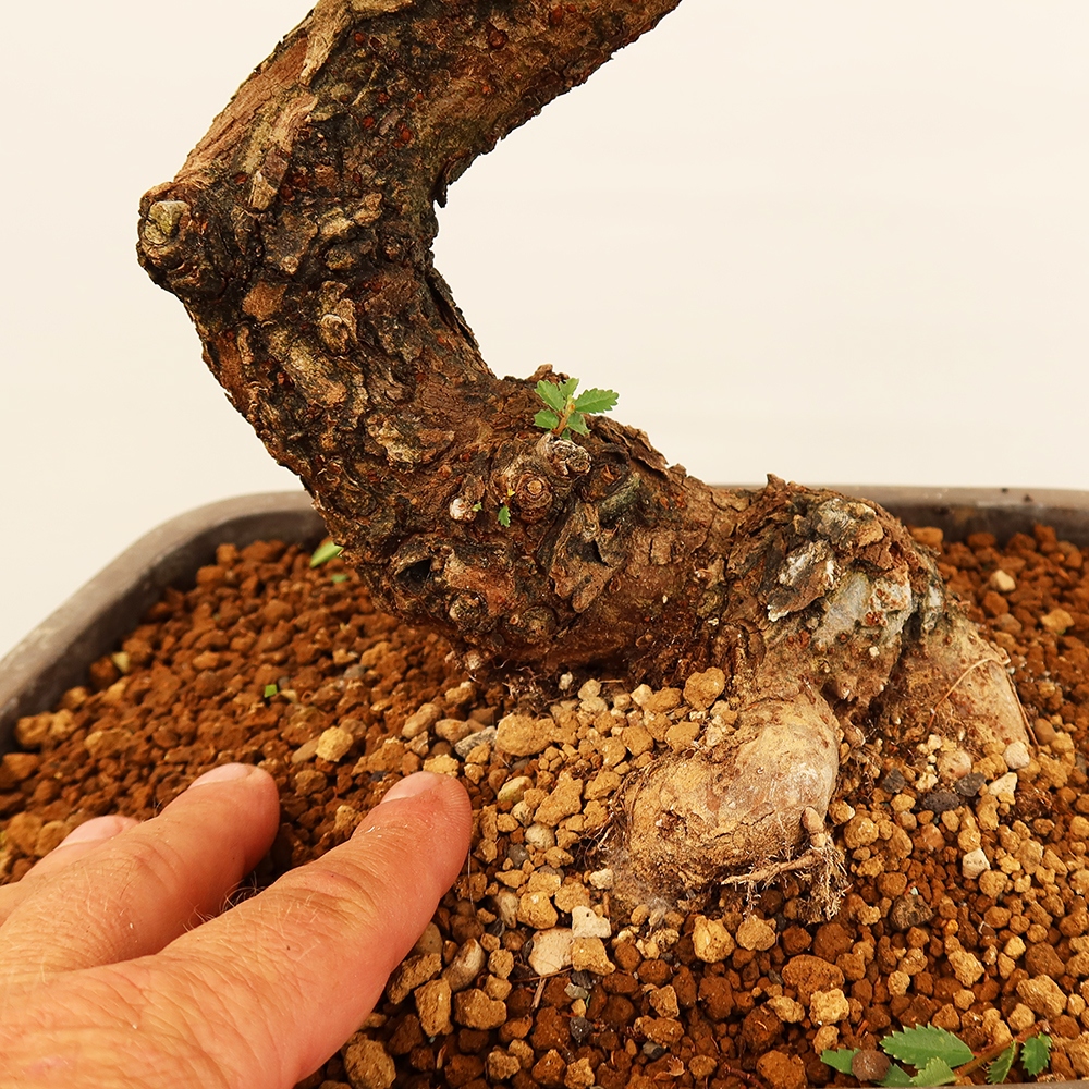 Kültéri bonsai - Zelkova - Zelkova NIRE