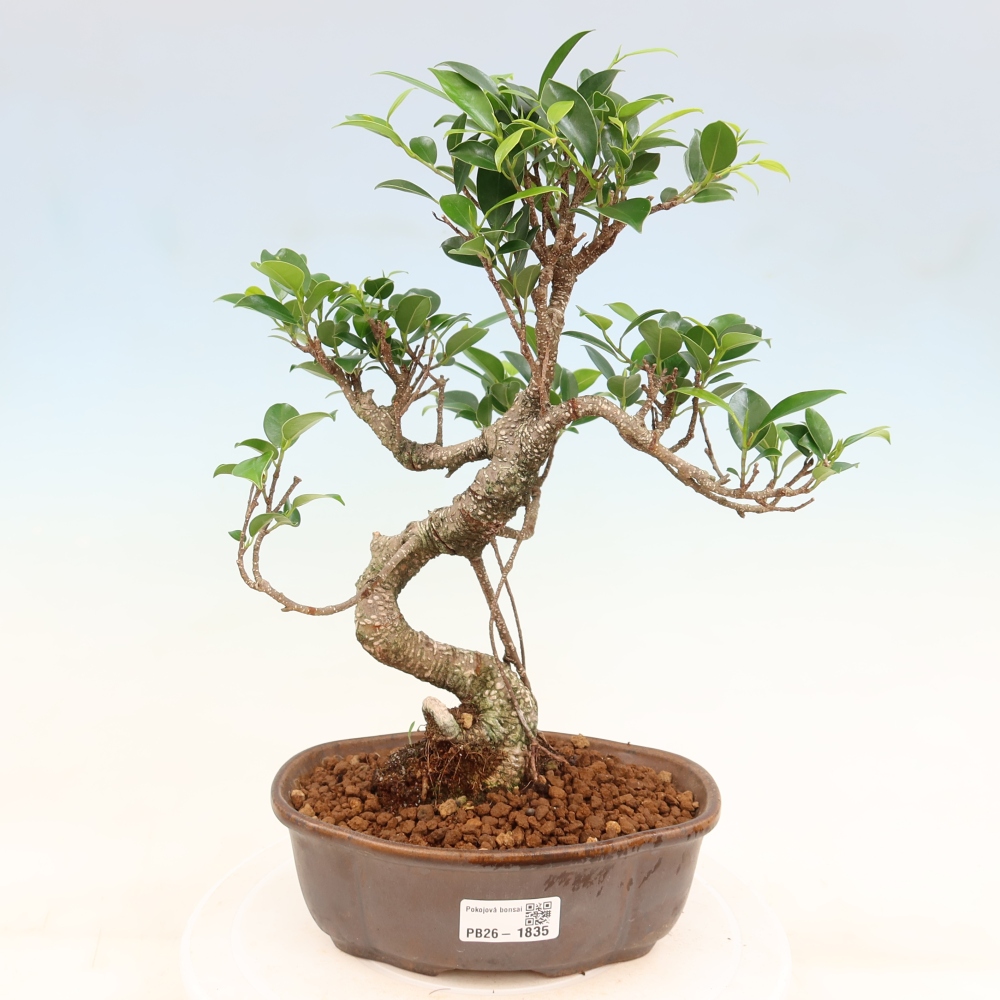 Szobai bonsai - Ficus retusa - kislevelű fikusz